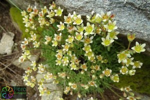 saxifraga exarata (1200 x 800).jpg_product_product